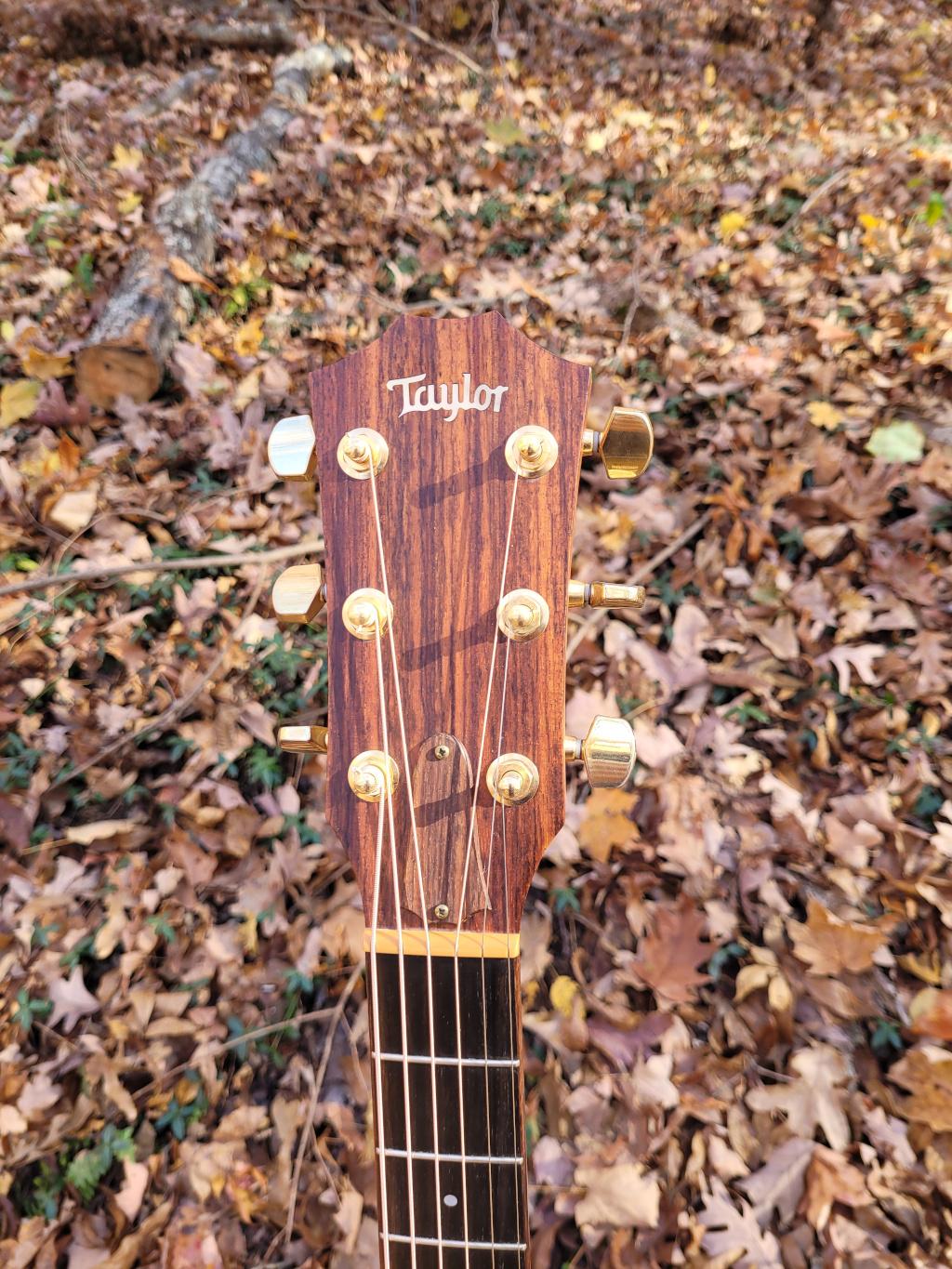[2010 Taylor 514ce Headstock Front]