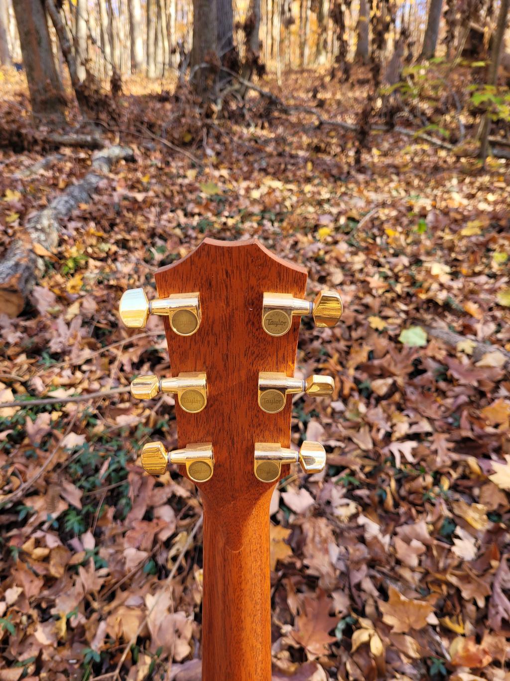 [2010 Taylor 514ce Headstock Rear]